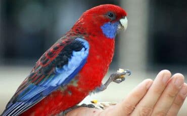 Грызуны: Красные и рубиновые разеллы а так же есть Волнистые, Кореллы, Ожирелые — 9