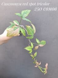 живые растения в аквариум купить: ● Комнатные растения (укоренённые черенки, молодые растения, взрослые — 16