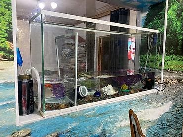пиявка бишкек: Аквариум сатылат 400 литр — 2