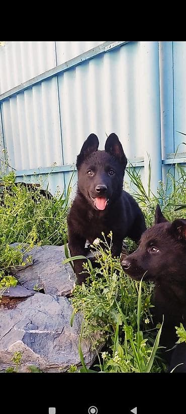 русский спаниэль: Дата рождения 13 февраля! Щенки прошли активацию в клубе, получены — 3