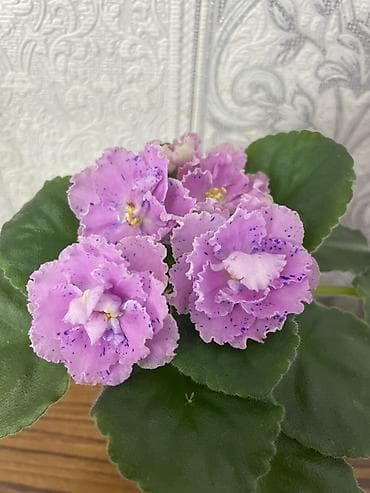 зеленый абрикос купить: Фиалочки!!! Продам: 1. Укорененные черенки стандартных сортовых — 5