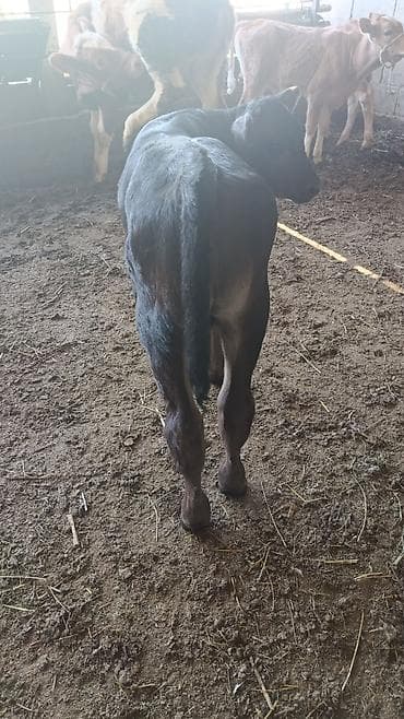 собака доберман: Продаю | Музоо, торпок | На откорм | Искусственник — 2