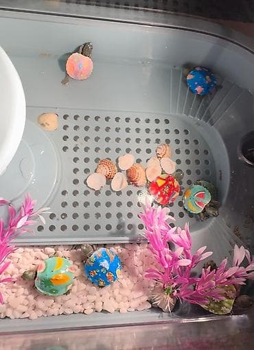 Черепахи с декоративными раскрашенными панцирями. Небольшие молодые