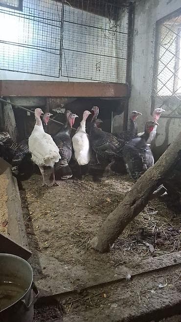 Птицы: Продаю молодых индеек крупной породы уже несутся цена за клюв 3500сом — 2