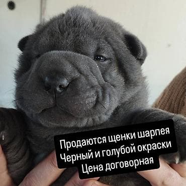сенбернар цена бишкек: Щенки шарпея - Окрас: черный и голубой - Цена: договорная Плюшевые — 1