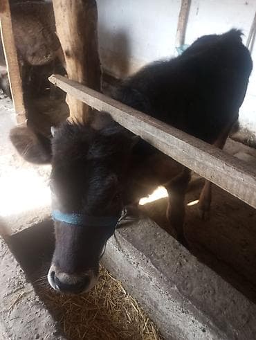 корим: Продаю | Музоо, торпок | Полукровка | На откорм | Привязанные — 5