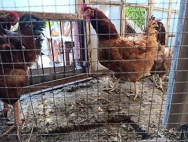 тоджон корейский: Продаю | Куры | Для разведения — 3