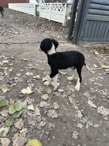 бордер колли купить: Щенки чистопородные, помёт разного окраса. На фото — активные малыши с — 2