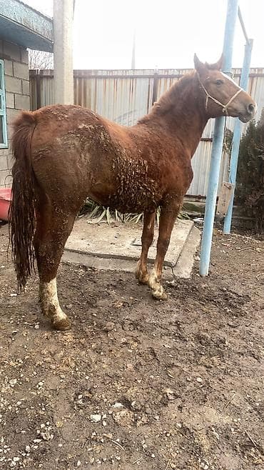 Продаю | Кобыла (самка) | Для разведения | Племенные