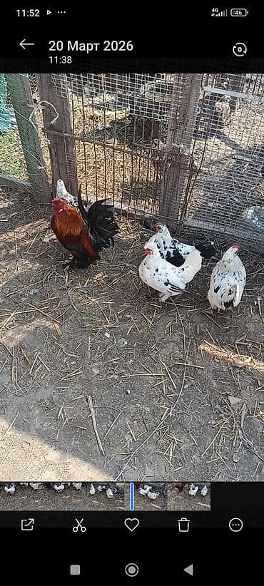 инкубационные: Продаю | Куры | Для разведения — 1