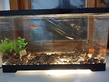 агенство ош: Аквариумный комплект для начинающих аквариум на 18 литров есть рыбки — 2