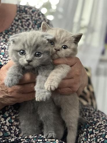 рыжие котята бесплатно: Старт продаж ! Котята шотландской породы в двух расцветках ! Родились — 9