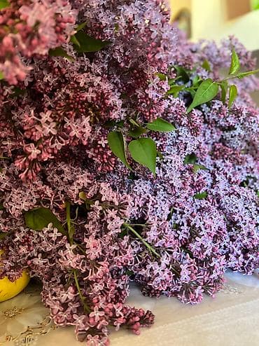 алма гочот: Продаю Сирень ! Самовывоз с села Аламудун От 20 веточек Сирень в — 4