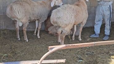 летучий мыш: Продаю | Баран (самец) | Арашан | На забой, Для разведения | Племенные, Осеменитель — 3