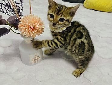 бингальская кошка: ✨ Роскошные бенгальские котята ищут любящий дом ✨ Предлагаются к — 3