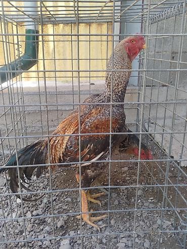 тайган собака цена бишкек: Дакан короздор сатылат активный алмашу жолдору бар жемге жугоруго — 6