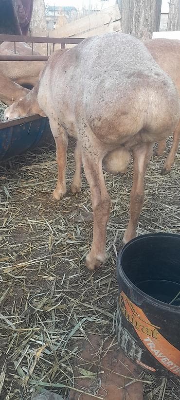 Продаю | Баран (самец) | Эдильбаевская | Для разведения at lalafo.kg Продаю | Баран (самец) | Эдильбаевская | Для разведения