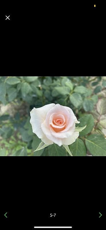 double a: Продаю двухлетних саженцы роз 1000 корней 
40 сортов оптом и врозницу — 2