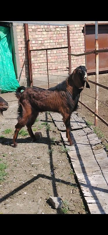 ветеринар вызов дом в бишкеке: Продаю | Козёл (самец) | Битал — 4