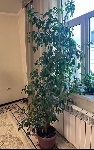 Фикус Бенджамина в напольном кашпо - Крупное комнатное дерево с