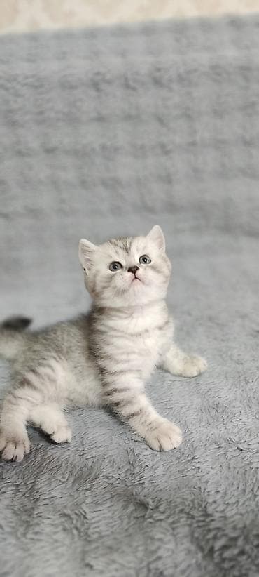 Продаются чистокровные котятята. Шотландской народы. 3 котёнка( 1 — 6