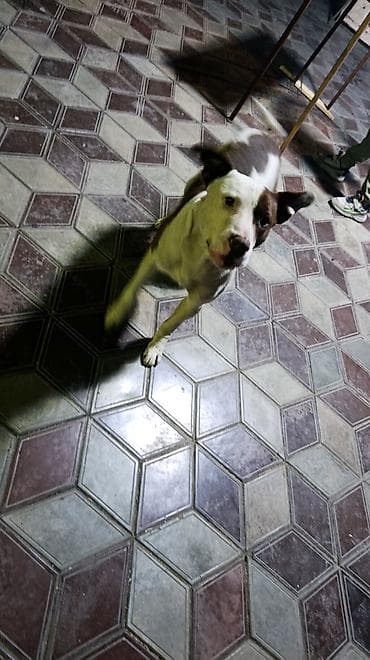 чистокровный питбуль: Собака даром: Питбуль, 2 года, Самец, С родословной — 5