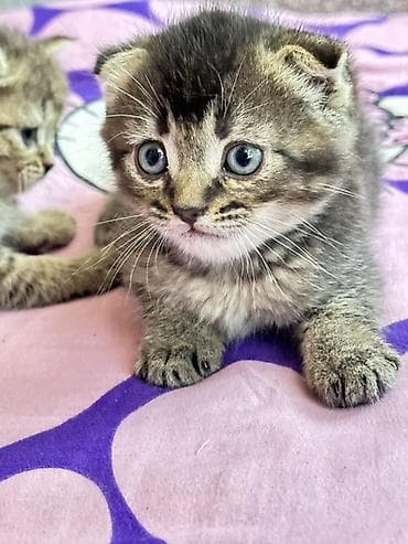 скот лошади: Шотландские вислоухие котята (Scottish Fold) мальчик - Окрас — 1