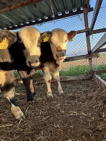 сколько стоит щенок золотистого ретривера: Продаю | Бык (самец) | Ангус, Герефорд, Швицкая | На откорм, Для разведения — 10