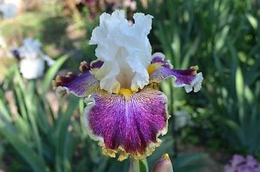 для цветов: В продаже саженцы сортовых ирисов из личной коллекции Все фото мои! — 9