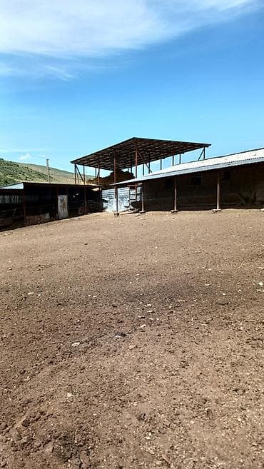 уй сатык: Кой короо, 100 соток, Иштеп жаткан, Скважина, Электр энергиясы — 9