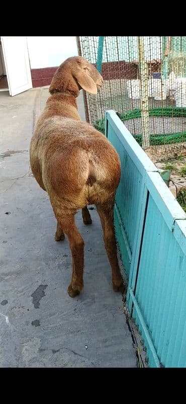 Грызуны: Продаю | Овца (самка) | Арашан | Для разведения | Ярка — 1