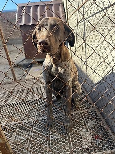 Үй жаныбарлары: Немецкая короткошерстная легавая (курцхаар), кобель. Окрас — 2