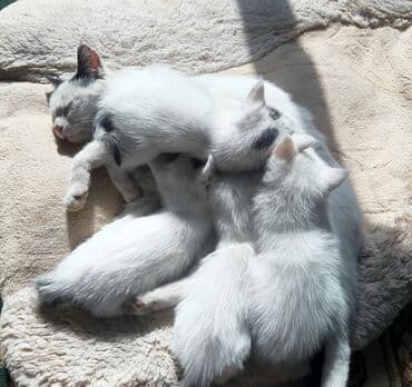 шиншилла британская кошка цена: Белоснежные котята серыми глазами и ушами1месяц .Помою перед тем вам — 1