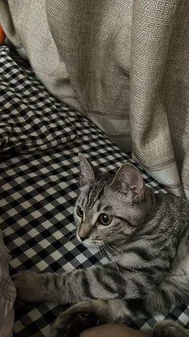 американская короткошёрстная кошка: 10 месяцев, Девочка, Серый, Приучена к лотку — 4