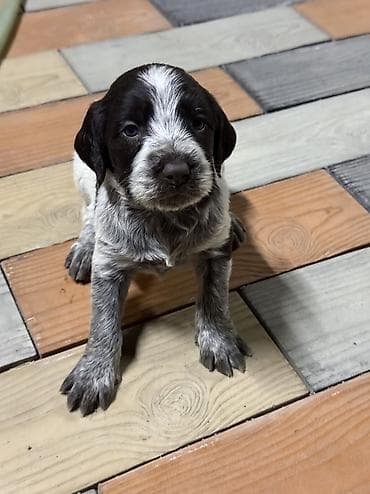 кыргыз и собака: Дратхаар, 1 айлык, Эркек — 4