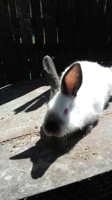 декоративные заборы: Кролики — 20