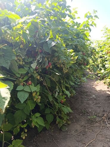 саженцы шиповника: Малина — 13