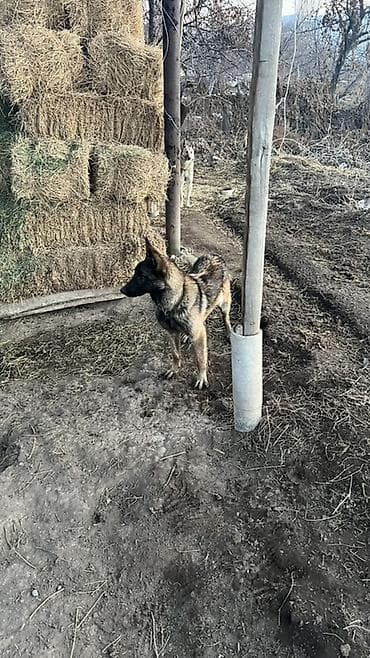 собака беловодск: Продам нету года еще — 2