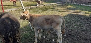 продаю связи с переездом: Продаю | Бык (самец) — 1