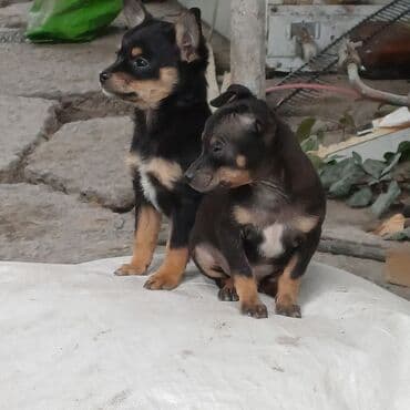 бекер кучук: Продаются щенки той терера возраст 2 месяца 2 мальчика,2 девочки — 5