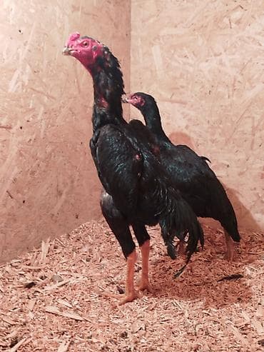 приют для животных ош: Дакан Короздор сатылат 4 штук бар активный алмашу жолдору бар адрес — 5