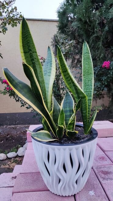 стоимость аквариума: Домашние и комнатные цветы в горшках. Герань, Алоэ, долларовое дерево — 1