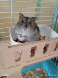 собака доберман сколько стоит: К раннему бронированию к новому году маленькие пушистые джунгарики — 1