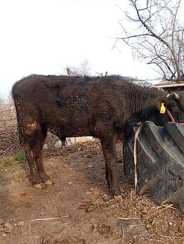 Эчкилер, текелер: Сатам | Бука (эркек) | Аргын | Бордоп семиртүү үчүн | Байланган — 7