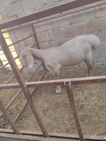 монгол ат: Продаю | Ягненок, Баран (самец) | Арашан | Для разведения | Осеменитель — 1