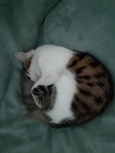 домашний кошка: Домашняя кошка с пушистым хвостом - Окрас: бело-табби (белая грудь и — 2