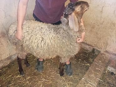 щенок такса: Продаю | Овца (самка) | Для разведения | Ярка — 4