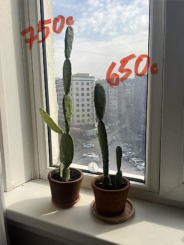 готовые раки: Кактусы опунция из Индии в глиняных горшках. - Два экземпляра — 1