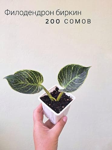 фитолампа: 💚 Комнатные растения от 100 сомов (детки/укоренённые растения) — 6