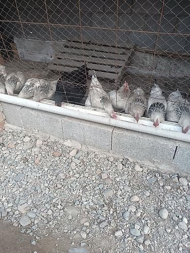 брама курица: Домашние куриные яйца Адилер для инкубатор шт 70.есть цена 35сом - — 3